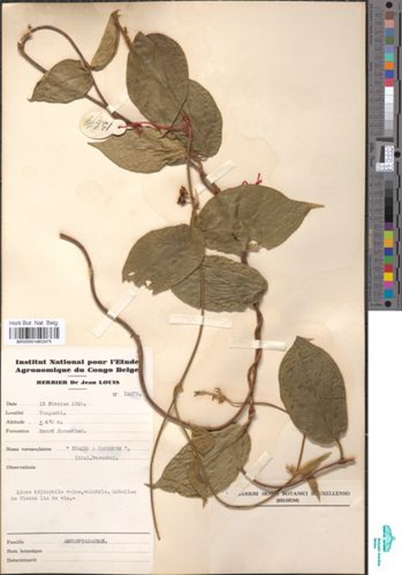 Anisopus magniflorus photo 2