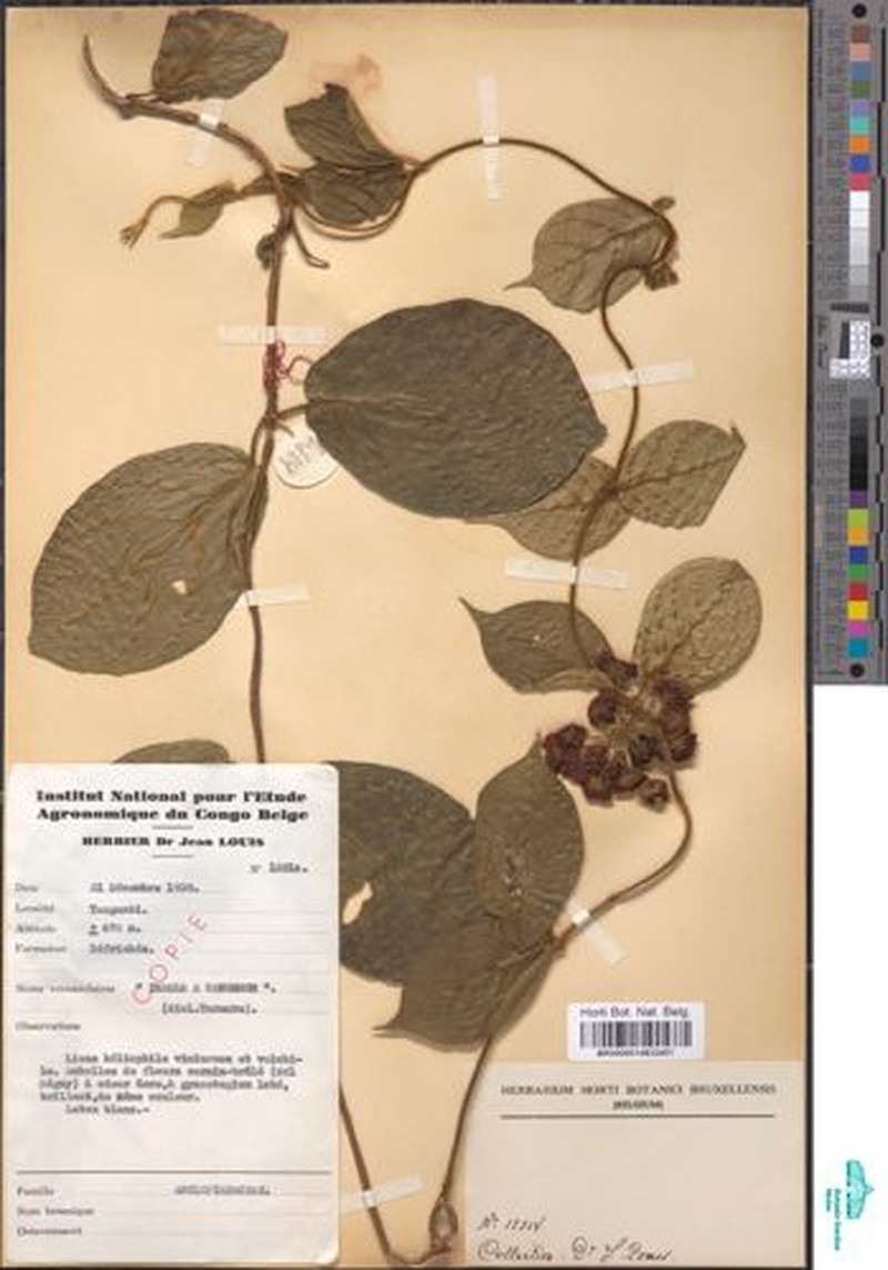 Anisopus magniflorus photo 3