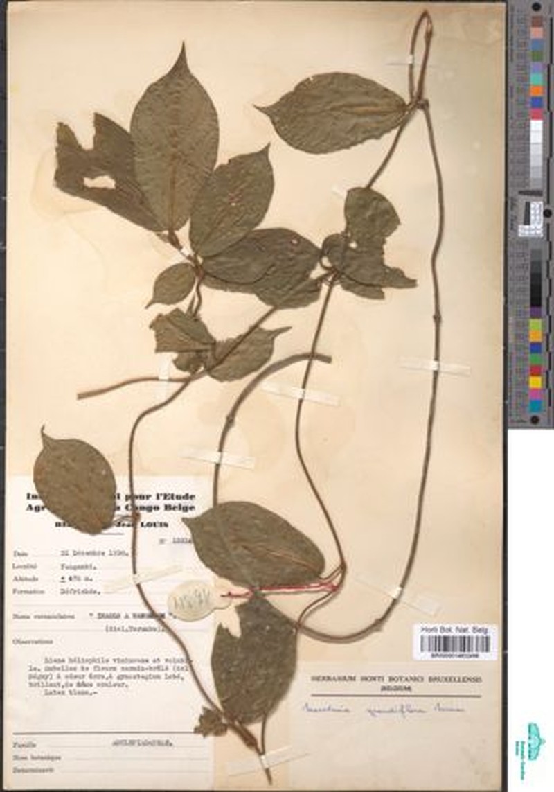 Anisopus magniflorus photo 4