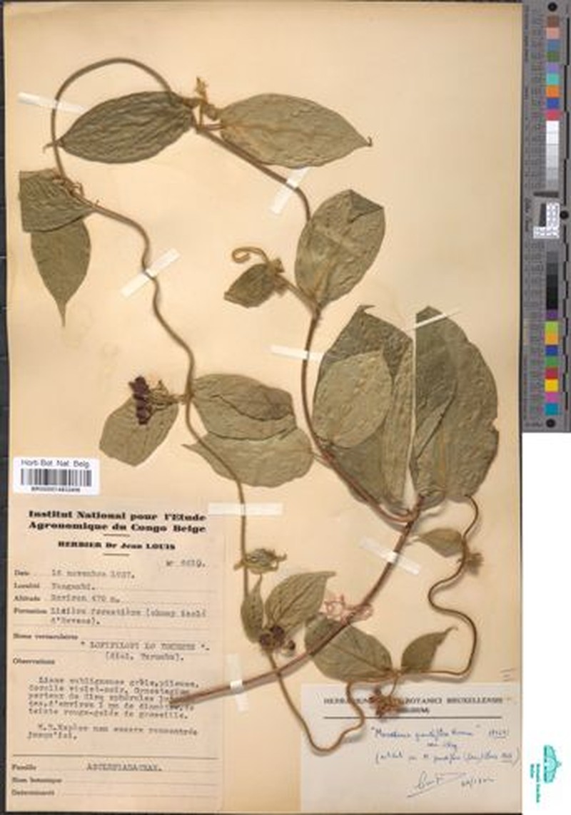 Anisopus magniflorus photo 5