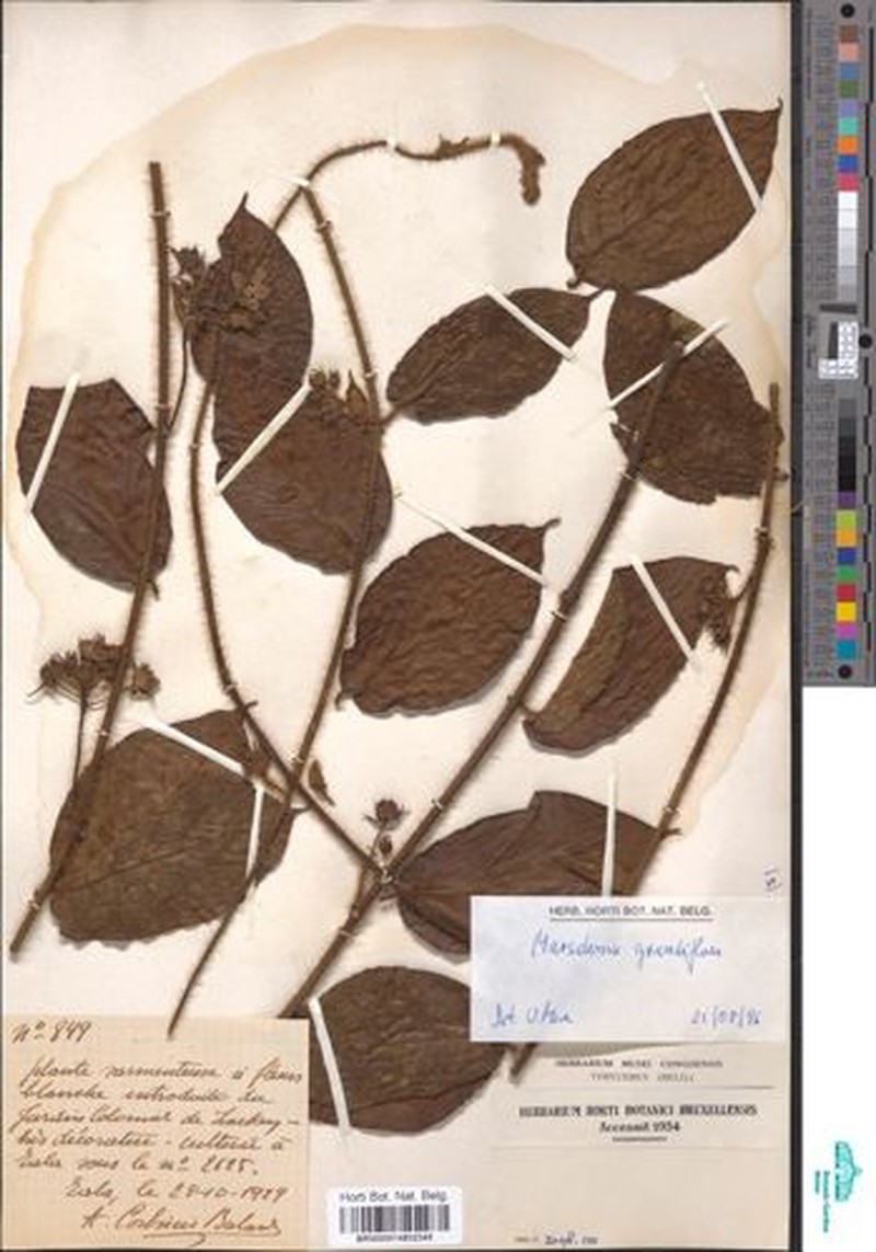 Anisopus magniflorus photo 6