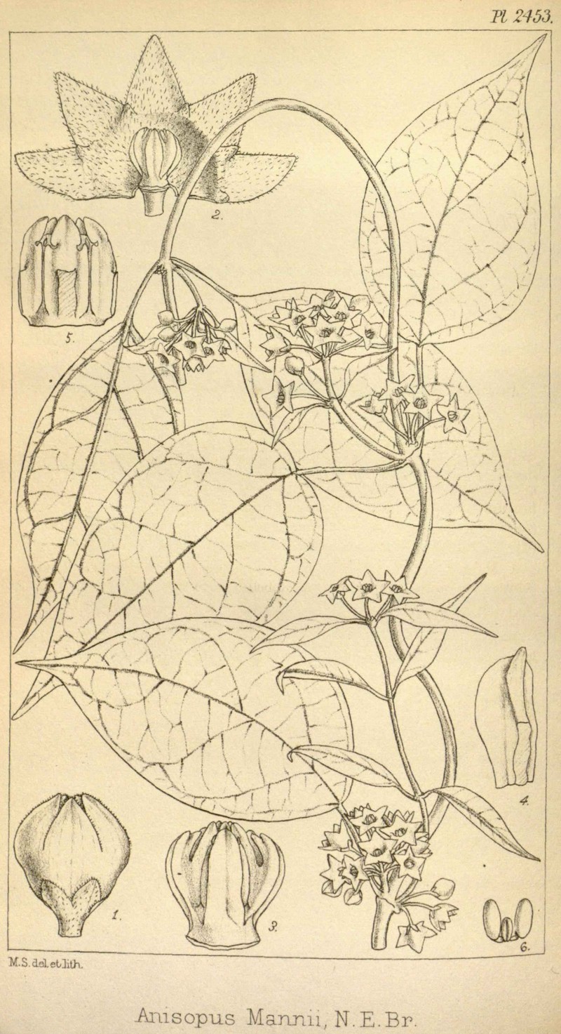Anisopus mannii