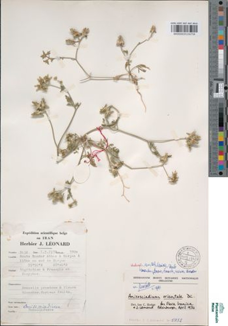 Anisosciadium orientale