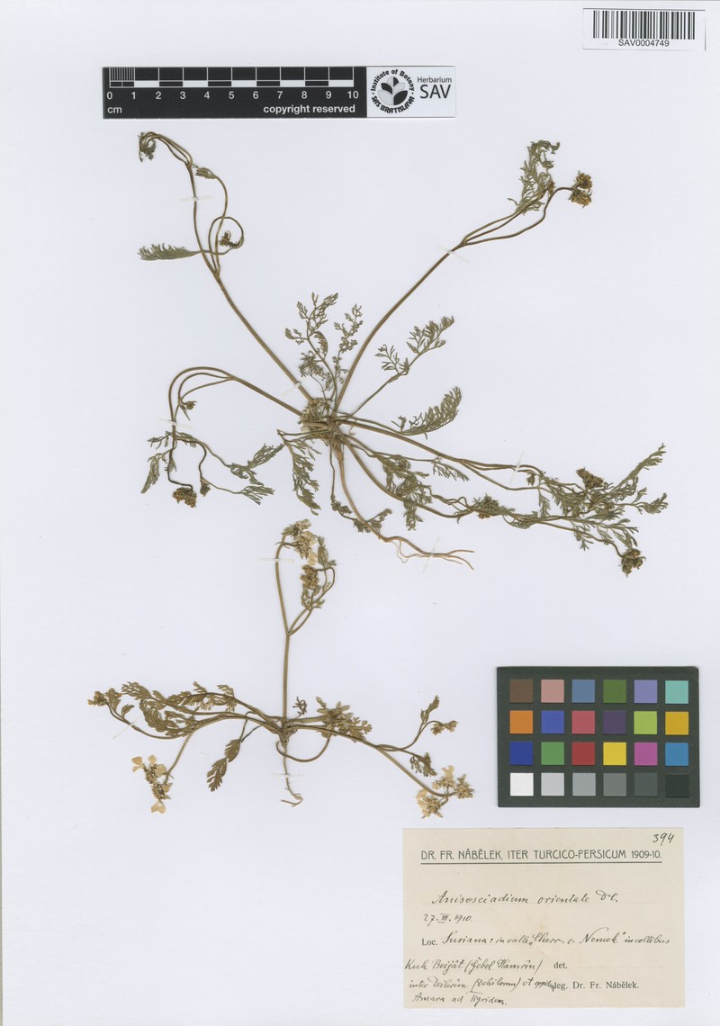 Anisosciadium orientale photo 2