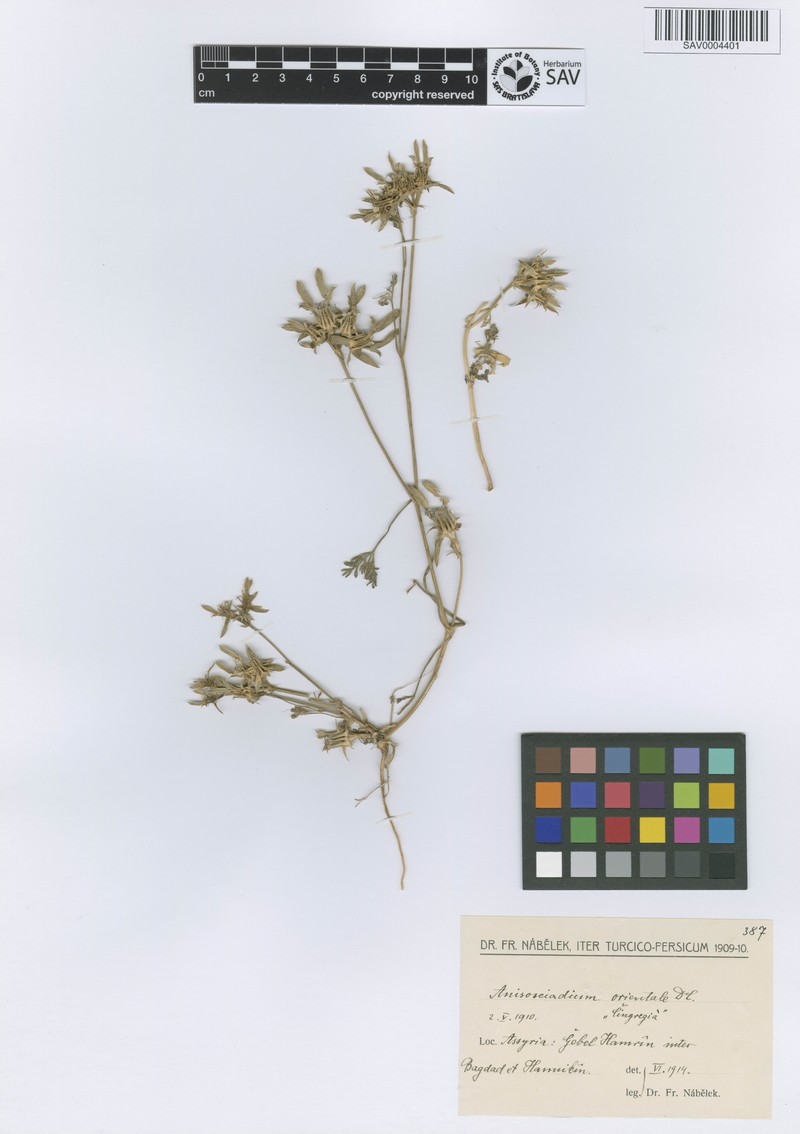 Anisosciadium orientale photo 3
