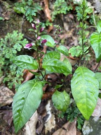 Anisosepalum alboviolaceum