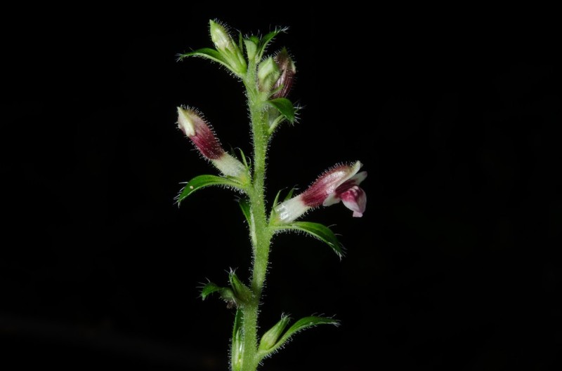 Anisosepalum alboviolaceum subsp. alboviolaceum
