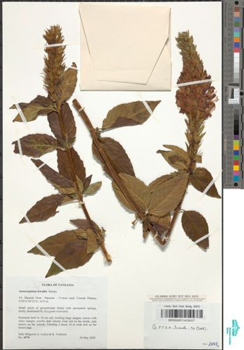 Anisosepalum lewallei