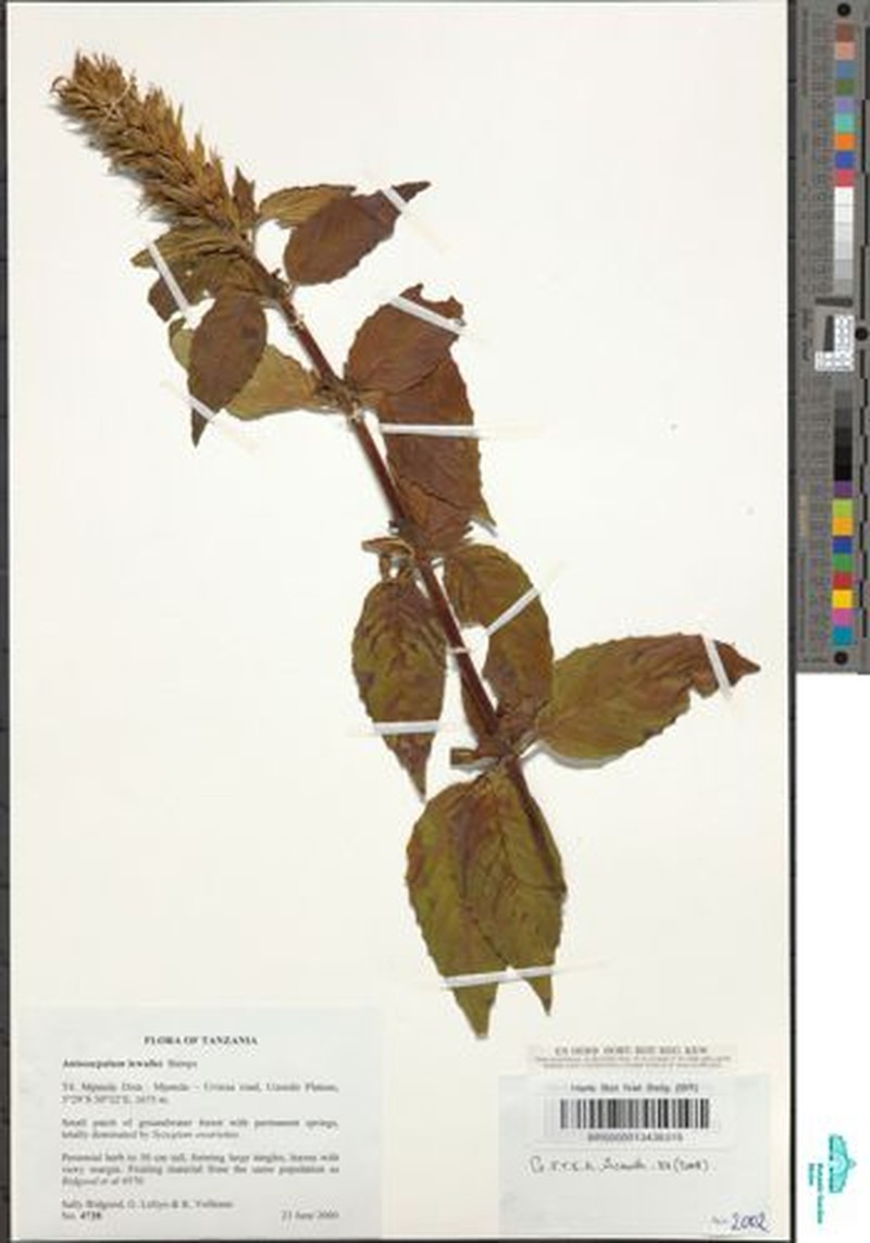 Anisosepalum lewallei photo 2