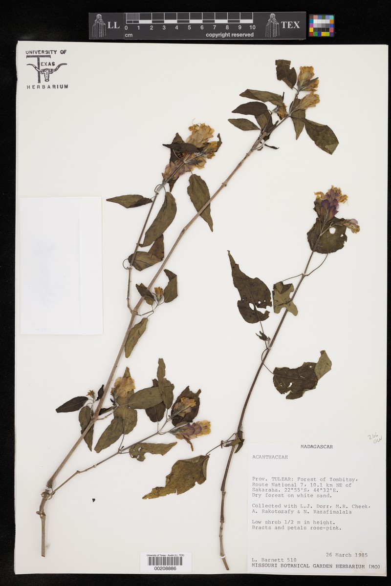 Anisostachya amoena