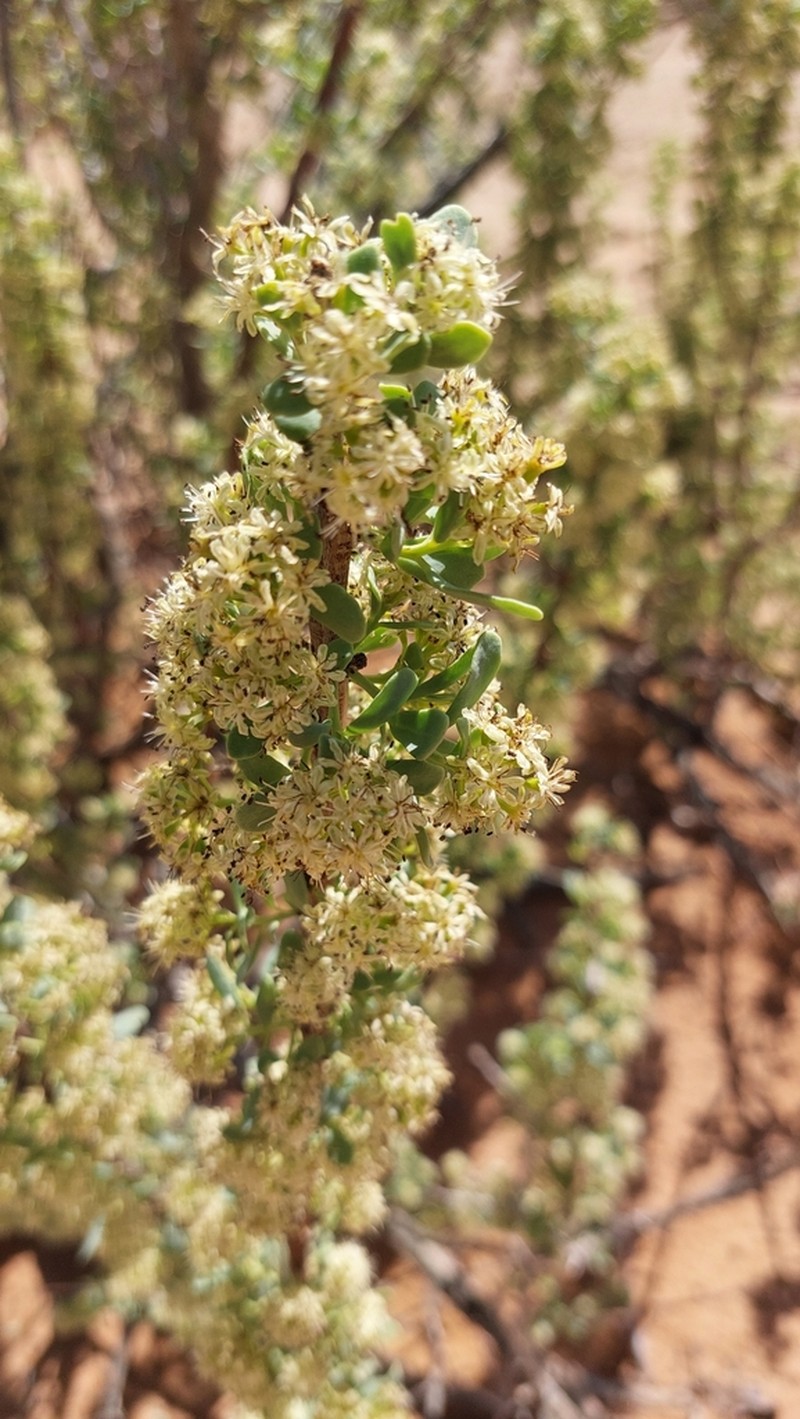 Anisostigma schenckii