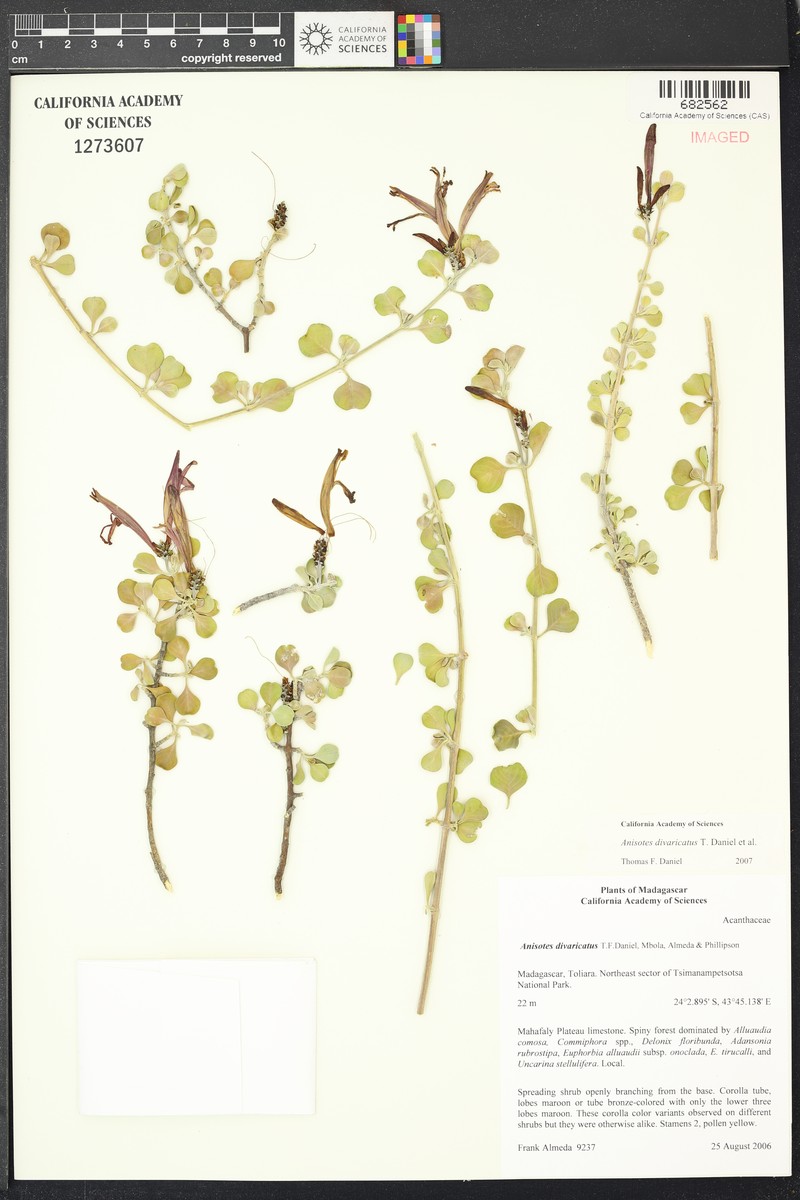 Anisotes divaricatus