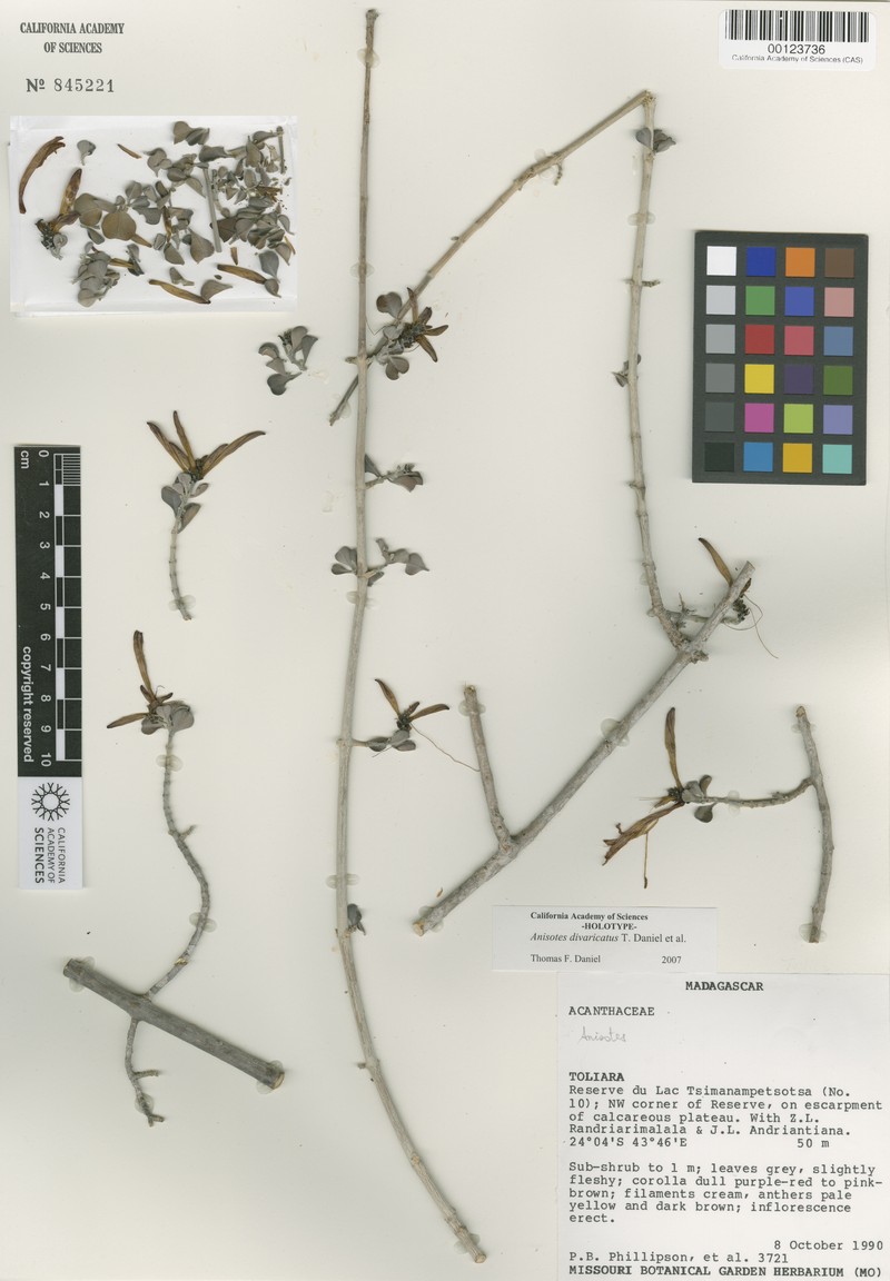 Anisotes divaricatus photo 2