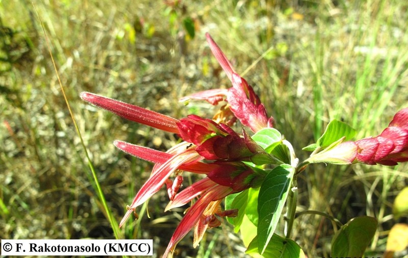 Anisotes pulchellus