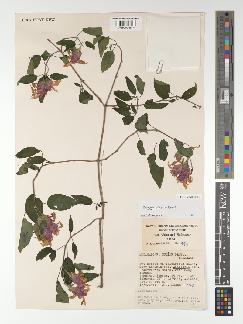 Anisotes pulchellus photo 3