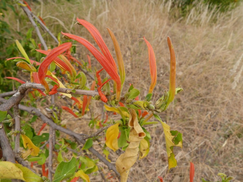Anisotes rogersii