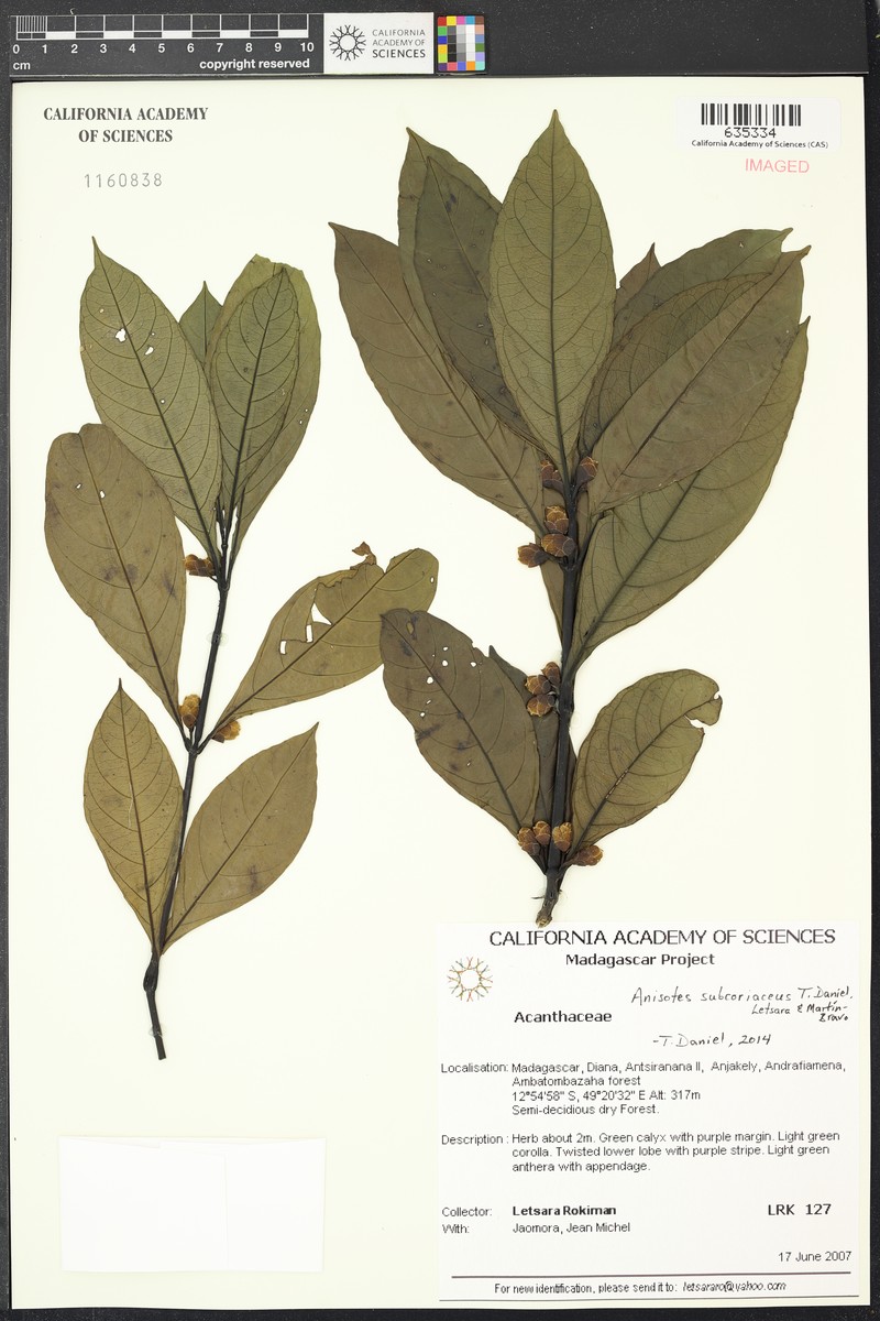 Anisotes subcoriaceus