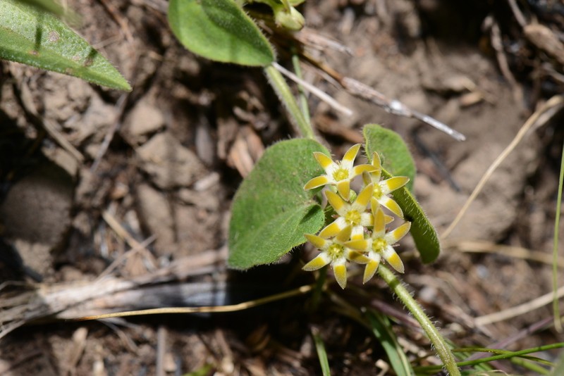 Anisotoma cordifolia