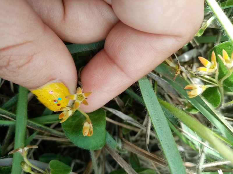 Anisotoma cordifolia photo 2
