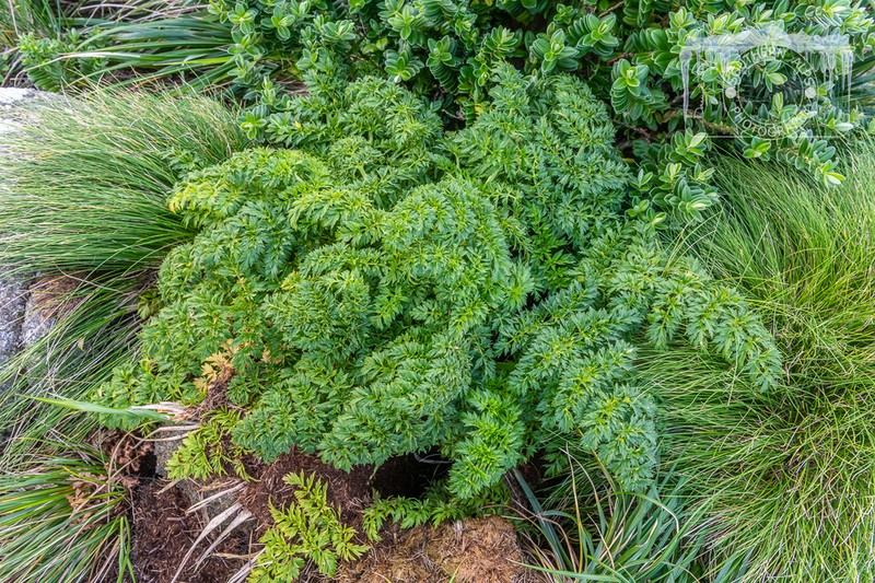 Anisotome acutifolia
