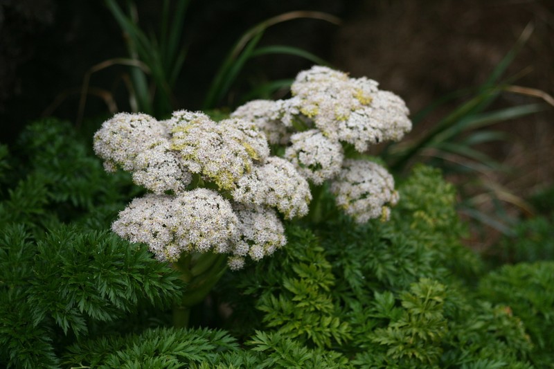 Anisotome acutifolia photo 2