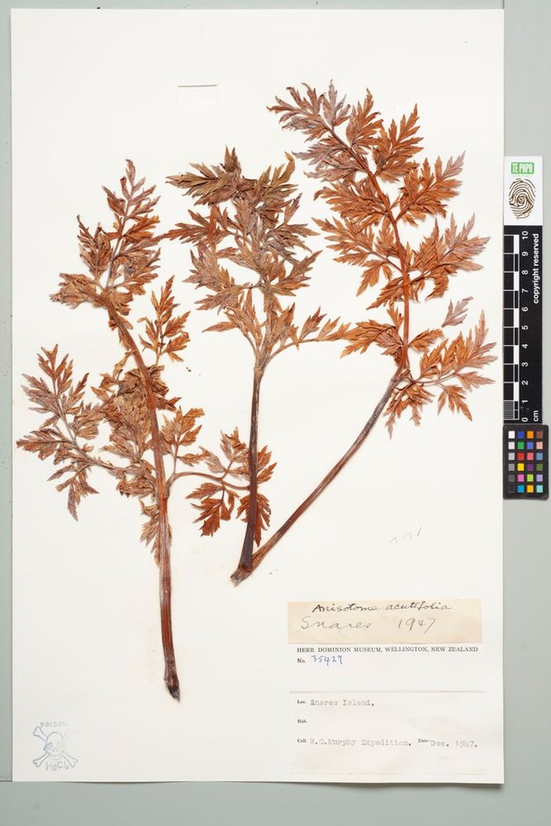 Anisotome acutifolia photo 3