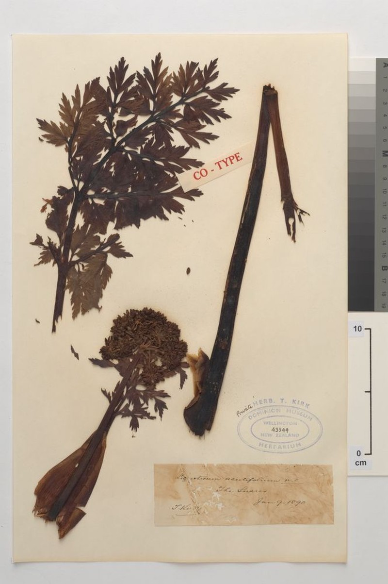 Anisotome acutifolia photo 4