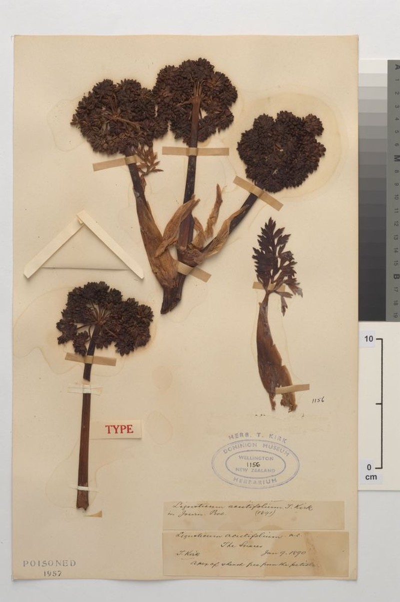 Anisotome acutifolia photo 5