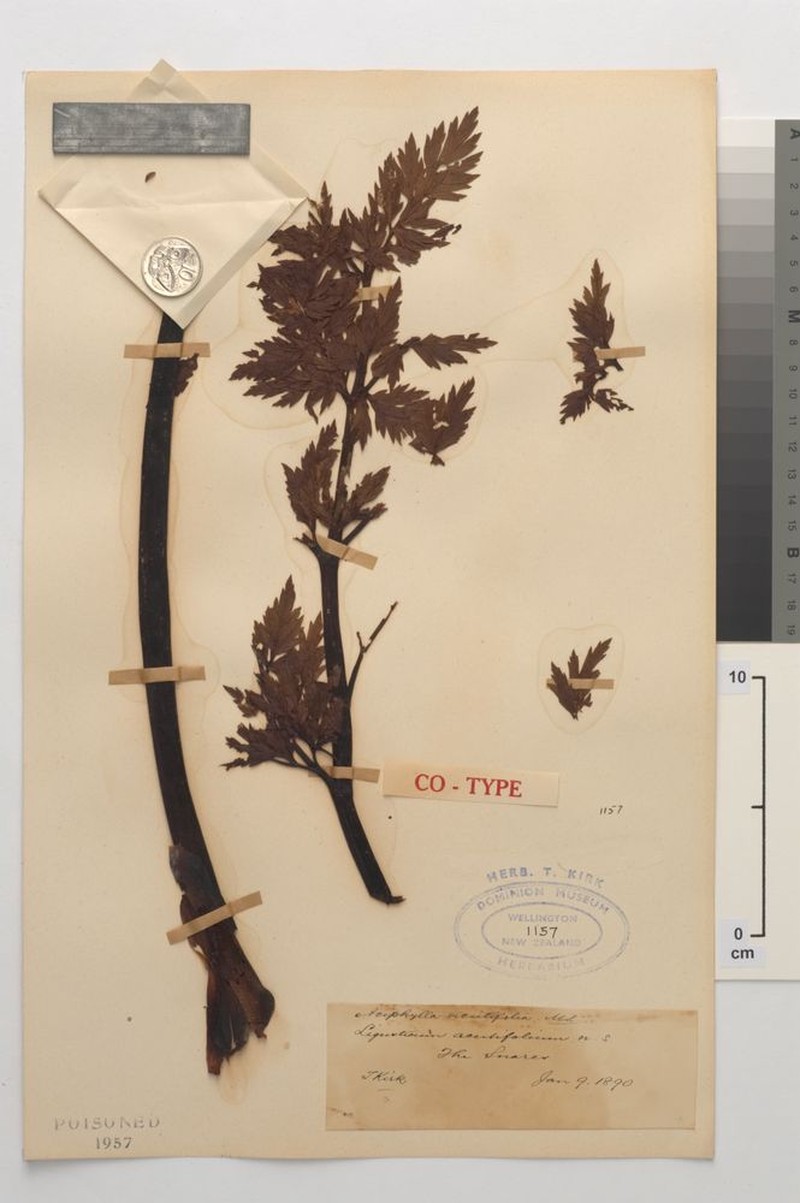 Anisotome acutifolia photo 6