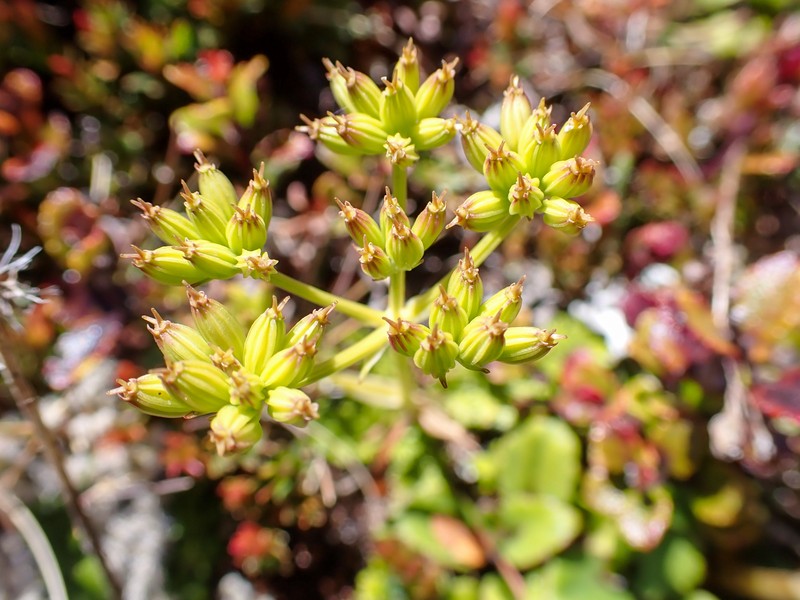 Anisotome aromatica
