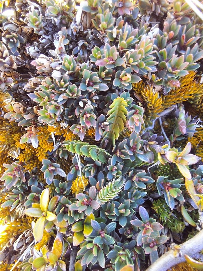 Anisotome aromatica var. aromatica