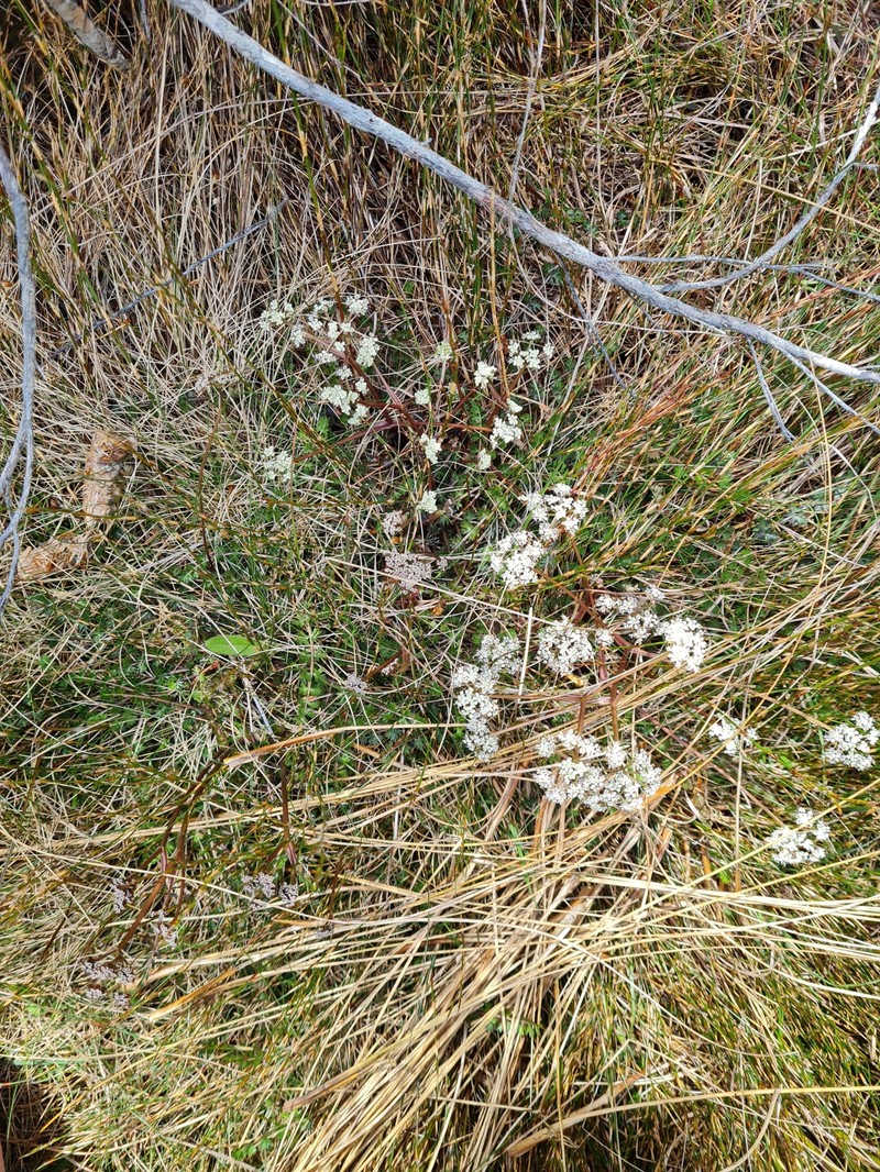 Anisotome aromatica var. aromatica photo 2