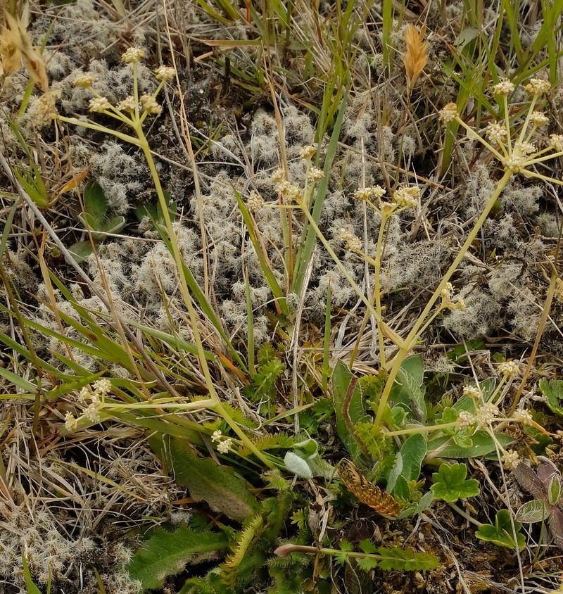 Anisotome aromatica var. aromatica photo 3