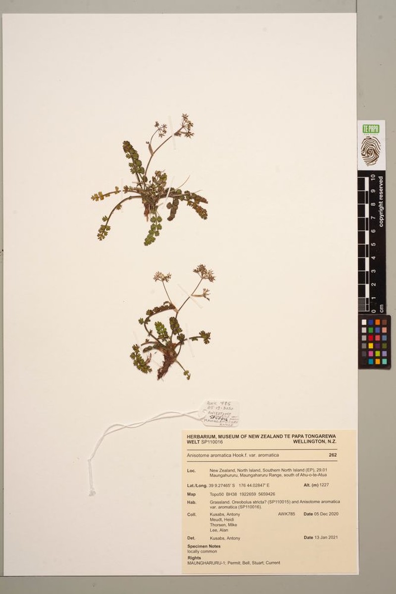 Anisotome aromatica var. aromatica photo 4