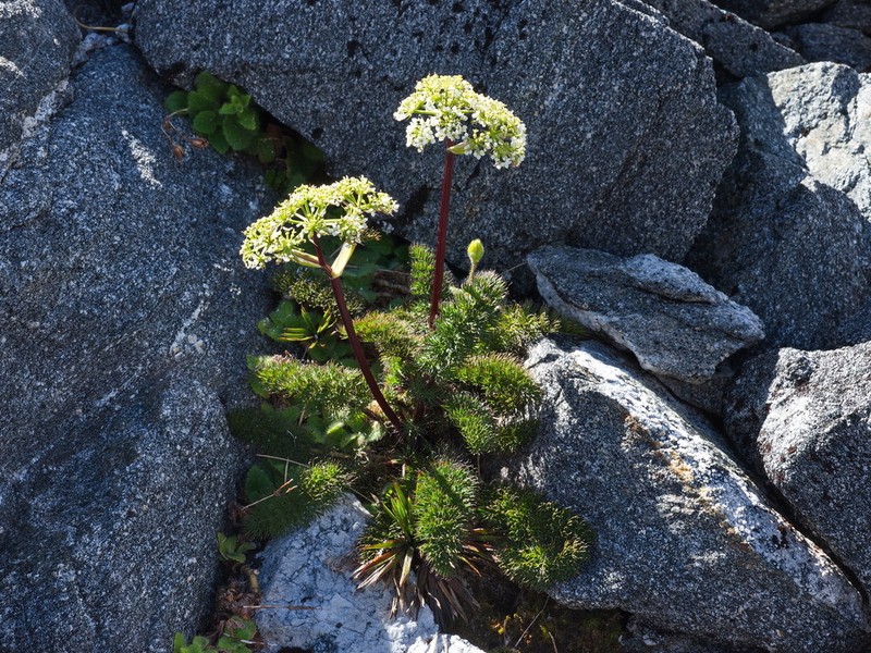 Anisotome capillifolia