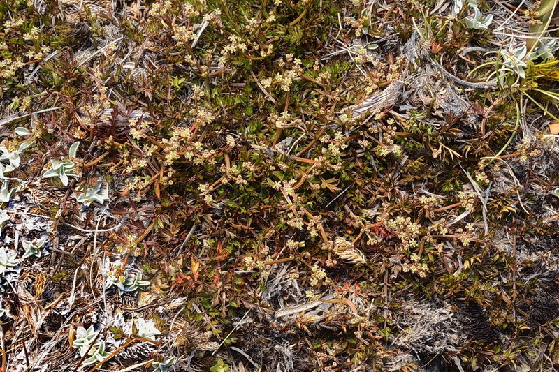 Anisotome deltoidea