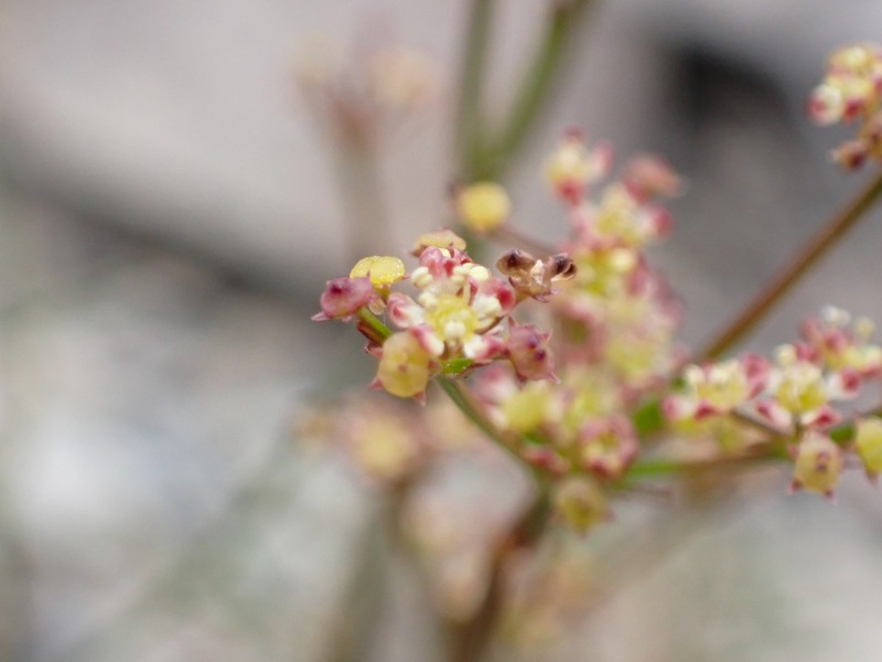 Anisotome filifolia