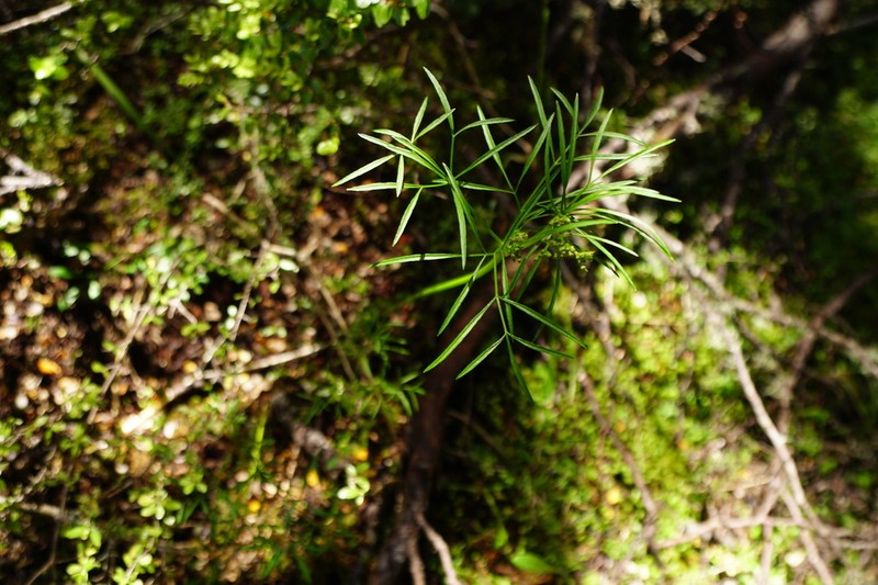 Anisotome filifolia photo 2