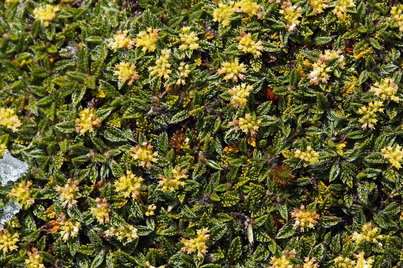 Anisotome imbricata