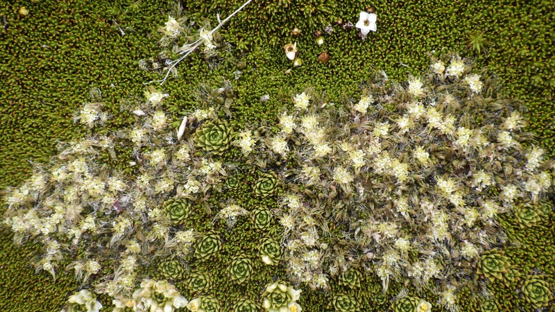 Anisotome imbricata var. imbricata