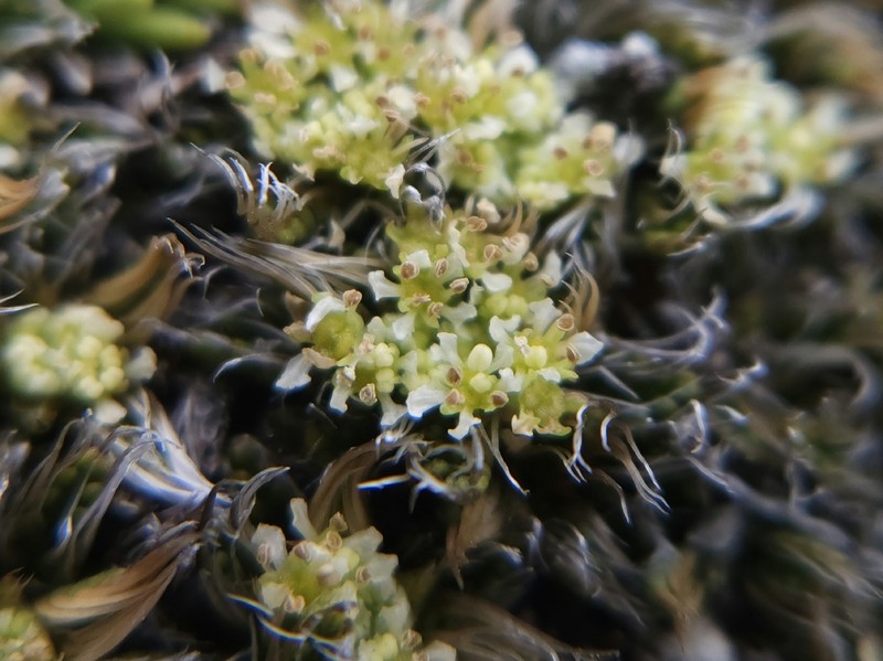 Anisotome imbricata var. imbricata photo 2