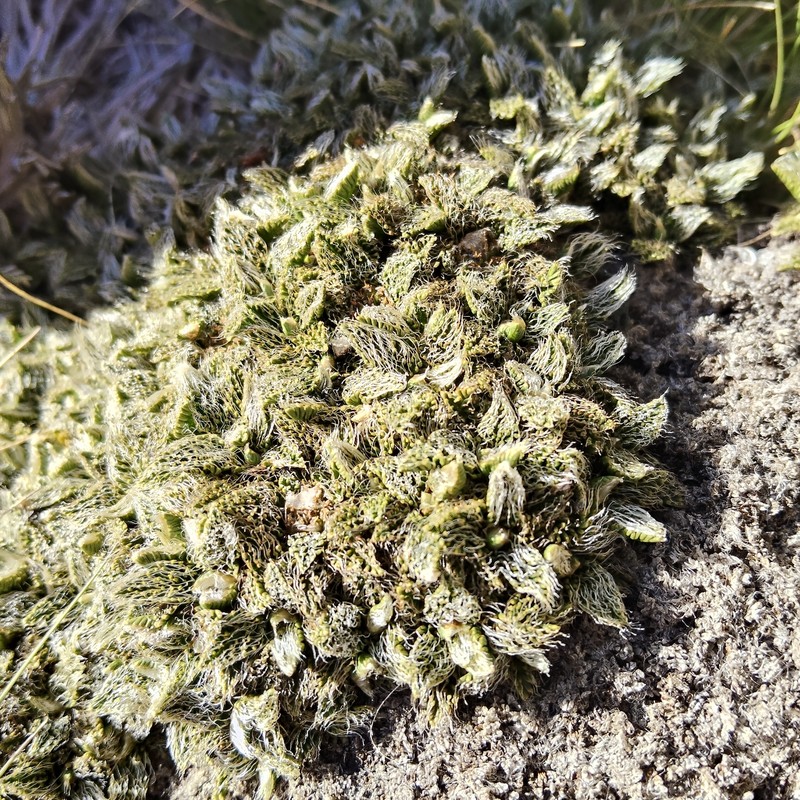 Anisotome imbricata var. imbricata photo 3