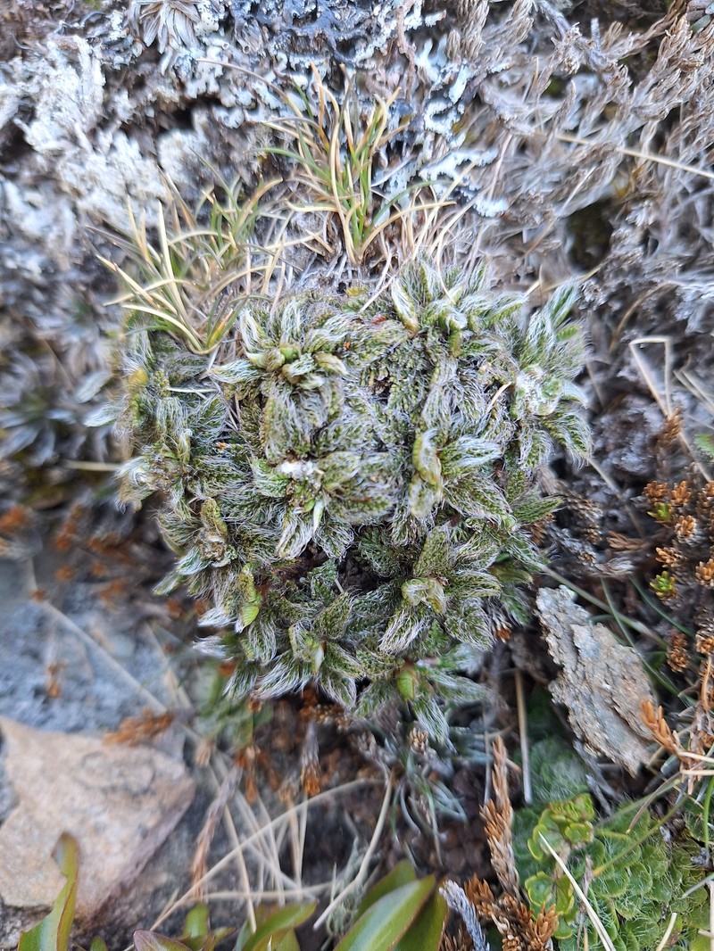 Anisotome imbricata var. imbricata photo 4