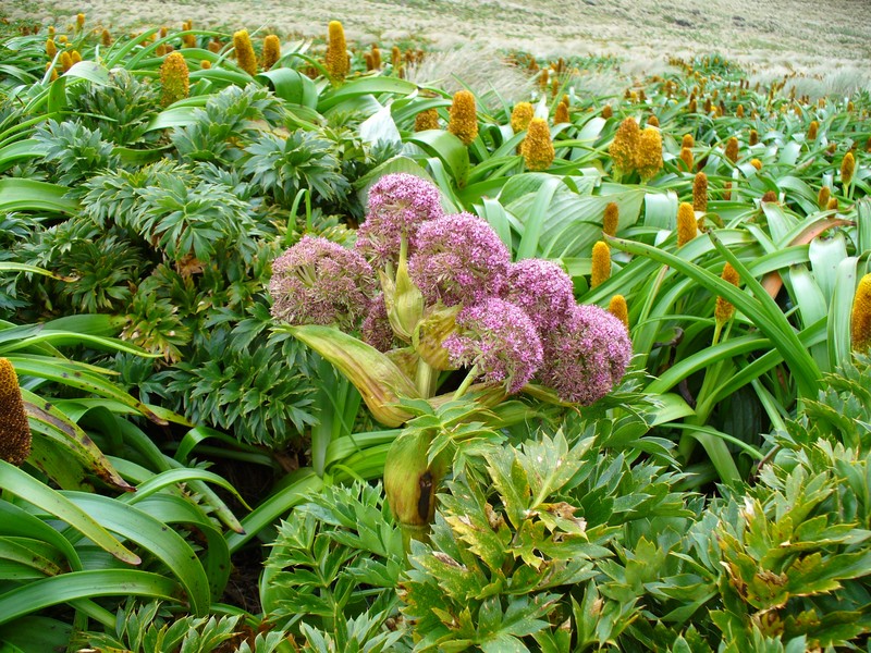 Anisotome latifolia