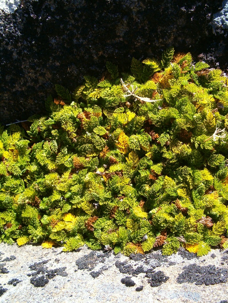 Anisotome procumbens