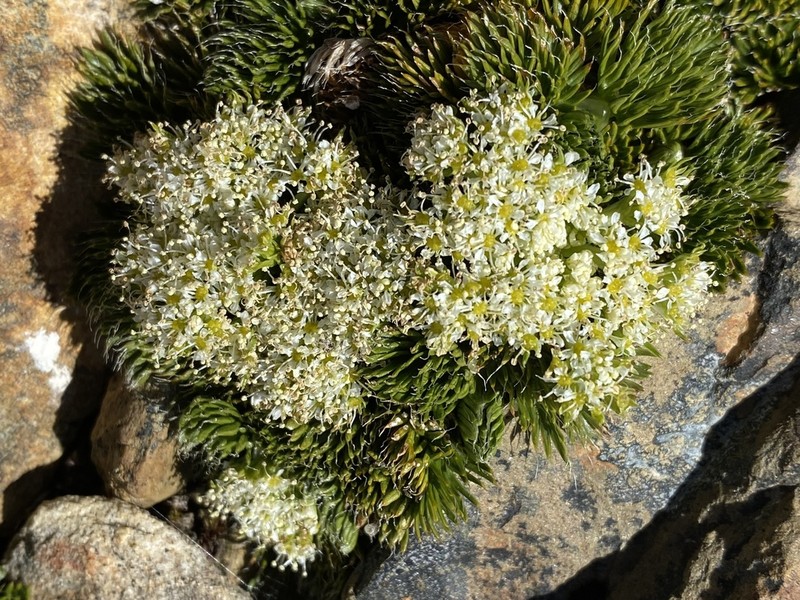 Anisotome procumbens photo 2