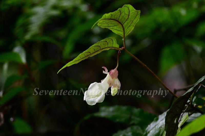 Anna ophiorrhizoides