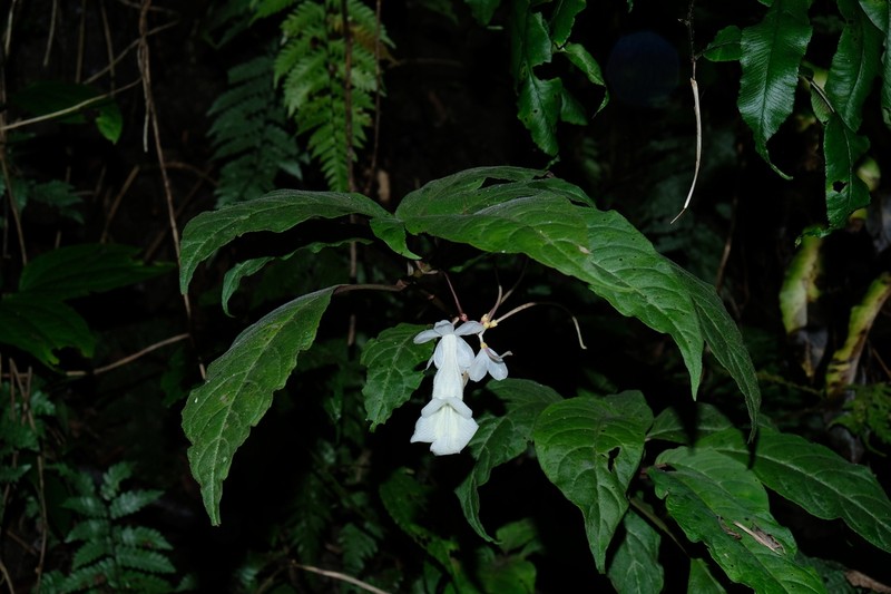 Anna ophiorrhizoides photo 2