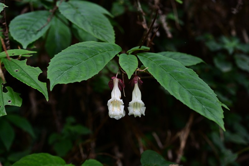 Anna rubidiflora photo 2