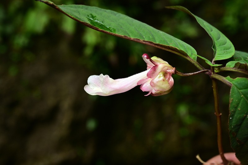 Anna rubidiflora photo 3